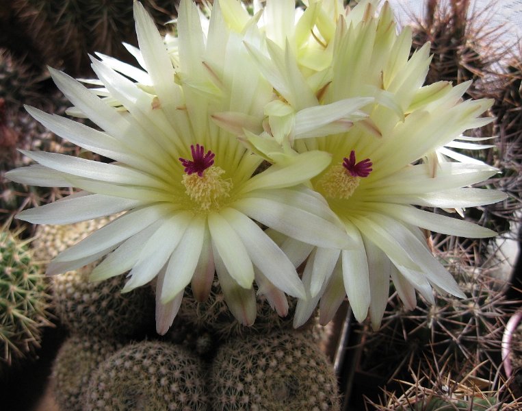Notocactus arnostianus